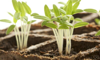 Essa planta cresce até em latas de leite e da frutos o ano todo