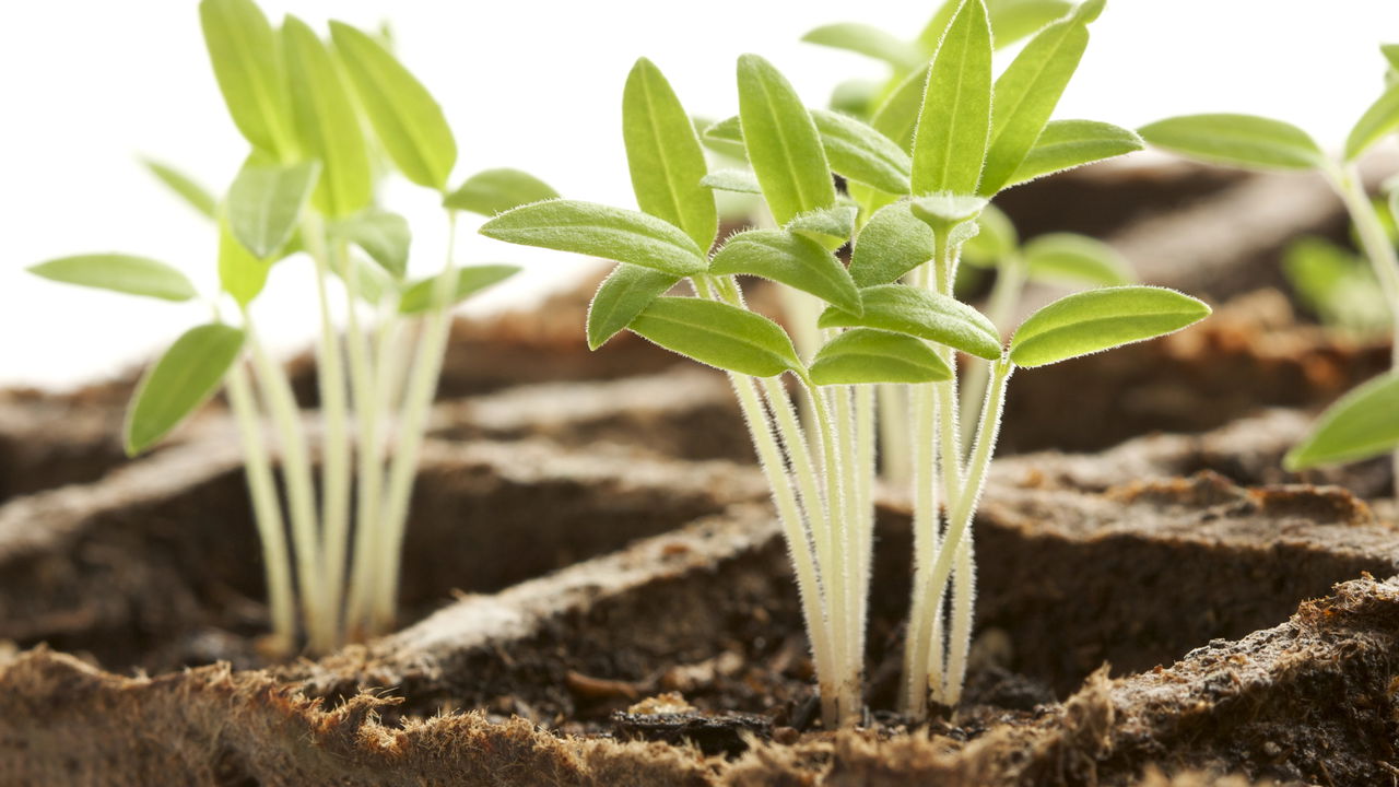 Essa planta cresce até em latas de leite e da frutos o ano todo
