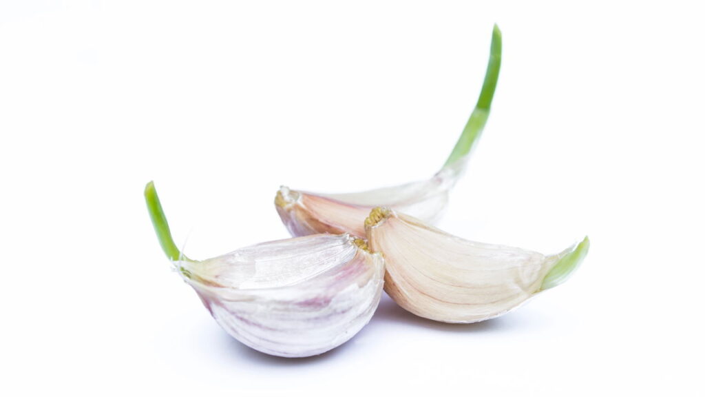 Como plantar alho em casa e colher o ano todo
