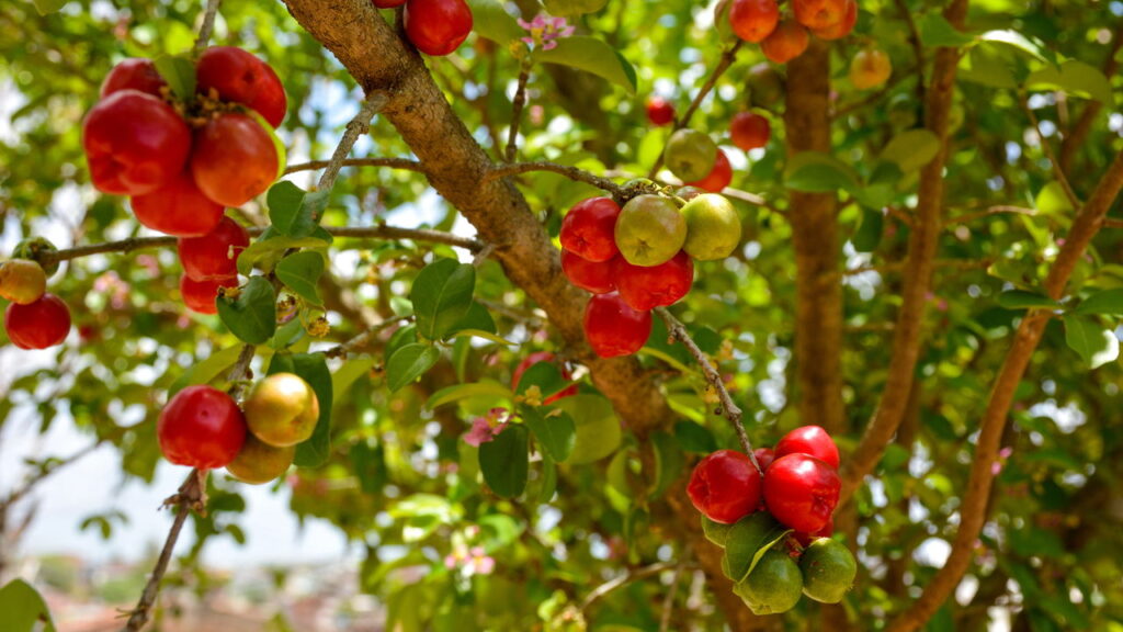 Plantar acerola em vaso é uma alternativa prática para quem deseja ter uma fonte saudável de vitamina C sempre à mão