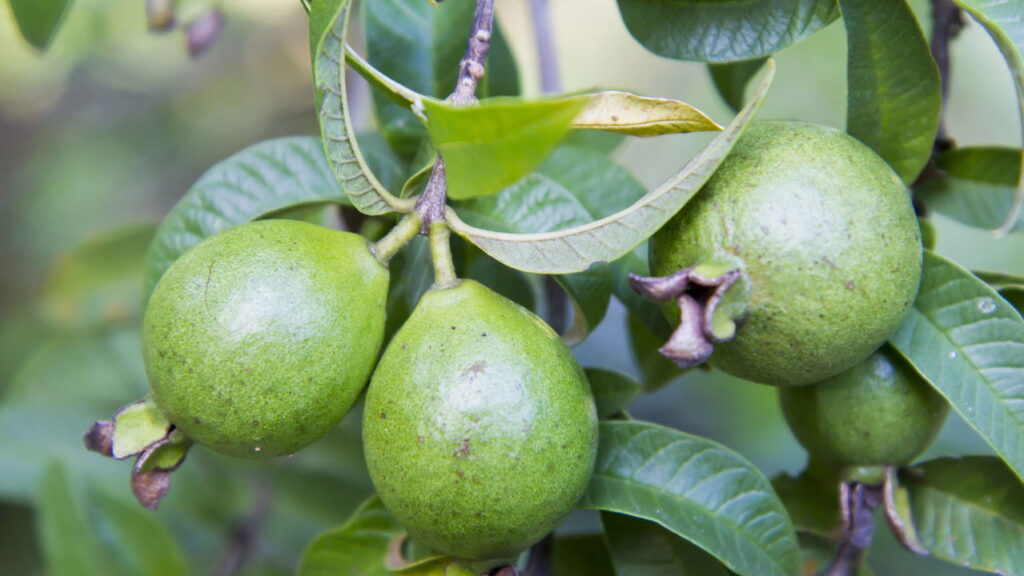 O cultivo de araçá em casa é uma excelente forma de garantir frutas frescas e deliciosas ao alcance das mãos