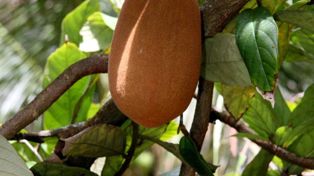 Cultivar cupuaçu em casa pode ser uma experiência muito gratificante, especialmente para quem busca frutas frescas e saborosas o ano inteiro