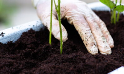 Plantar alho no mesmo vaso de morango pode proporcionar interações interessantes e até surpreendentes entre as plantas