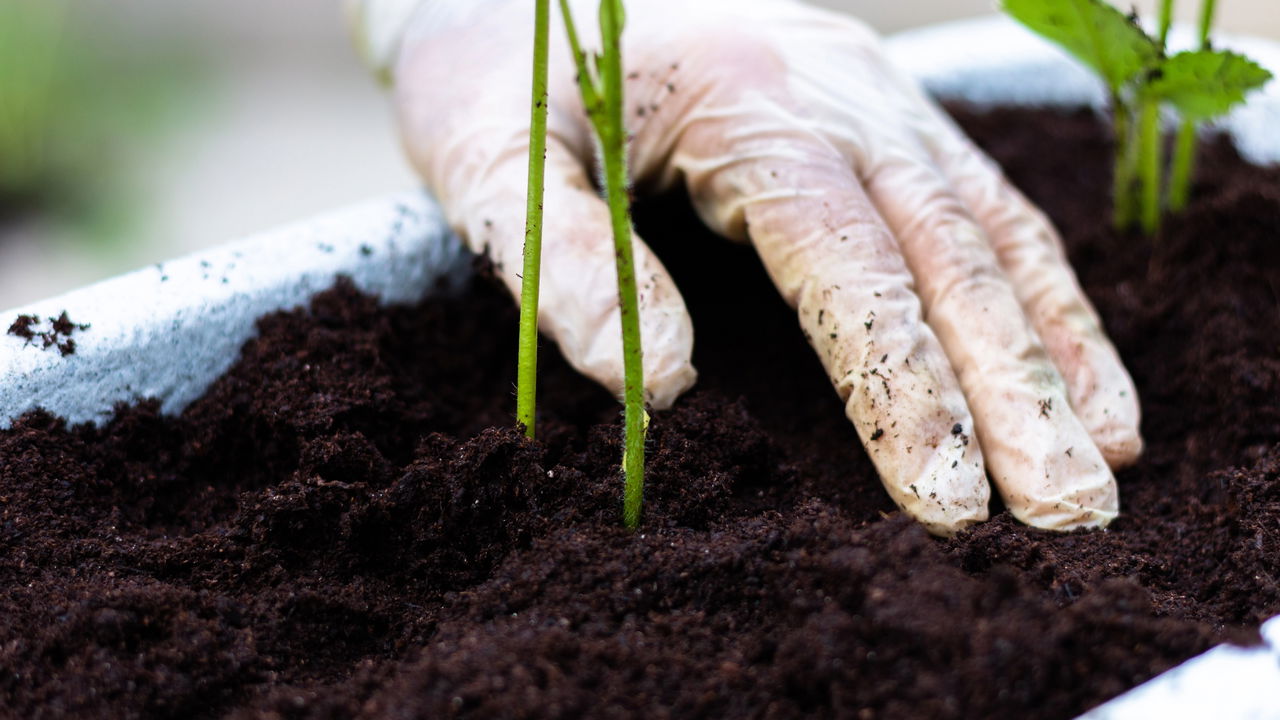 Plantar alho no mesmo vaso de morango pode proporcionar interações interessantes e até surpreendentes entre as plantas