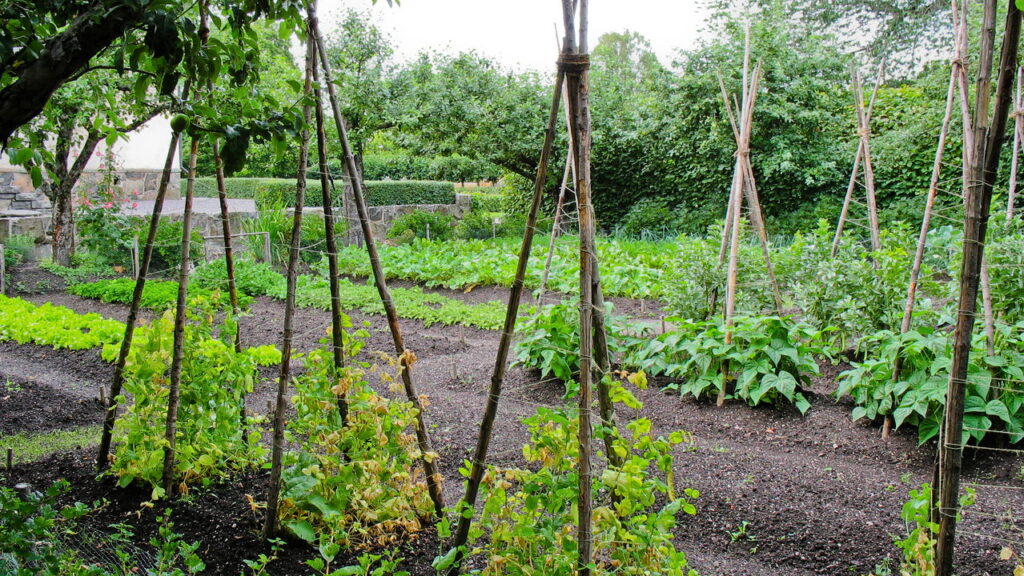 Combinar o cultivo de feijão e tomate no mesmo canteiro pode ser uma estratégia produtiva e sustentável, desde que seja feita com planejamento