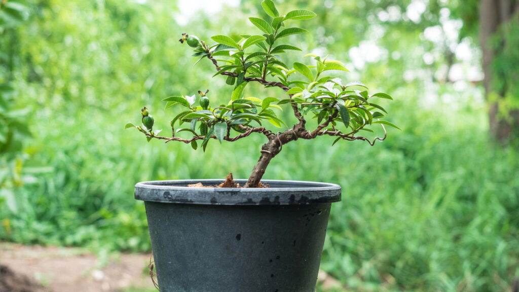 Plantar goiaba em vaso é uma ótima solução para quem deseja desfrutar dessa fruta tropical em ambientes menores, como varandas e pequenos quintais