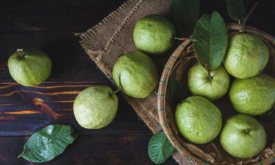 Plantar goiaba em vaso é uma ótima solução para quem deseja desfrutar dessa fruta tropical em ambientes menores, como varandas e pequenos quintais