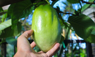 O maracujá é uma fruta tropical saborosa e extremamente valorizada no mercado, e plantar essa cultura pode ser mais simples do que parece