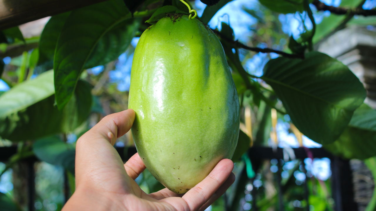 O maracujá é uma fruta tropical saborosa e extremamente valorizada no mercado, e plantar essa cultura pode ser mais simples do que parece