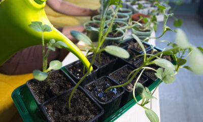 O cultivo de melão em vasos vem se tornando uma excelente solução para quem possui pouco espaço, como apartamentos ou pequenas varandas
