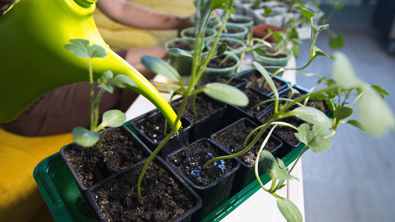 O cultivo de melão em vasos vem se tornando uma excelente solução para quem possui pouco espaço, como apartamentos ou pequenas varandas