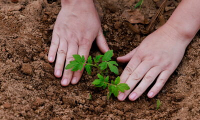 Combinar o cultivo de feijão e tomate no mesmo canteiro pode ser uma estratégia produtiva e sustentável, desde que seja feita com planejamento