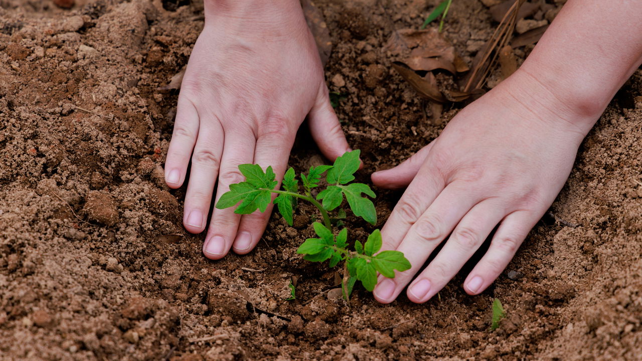Combinar o cultivo de feijão e tomate no mesmo canteiro pode ser uma estratégia produtiva e sustentável, desde que seja feita com planejamento