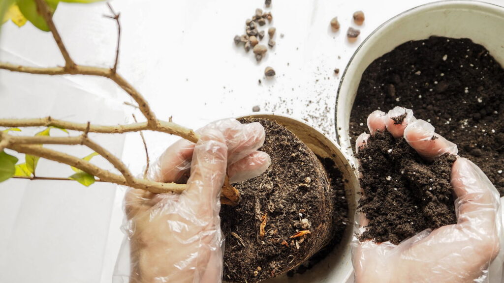Plantar romã em casa é uma atividade recompensadora, que proporciona não apenas frutos saborosos e nutritivos, mas também um elemento ornamental atraente ao jardim