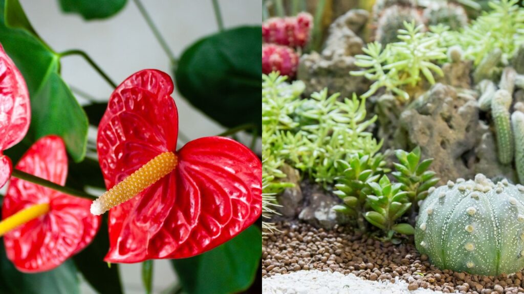 Nem todas as plantas trazem energia positiva e harmonia para o lar. Em práticas como o Feng Shui e diversas tradições antigas, certos tipos de plantas são apontados como fontes de desequilíbrio, podendo gerar tensão ou bloquear o fluxo energético saudável