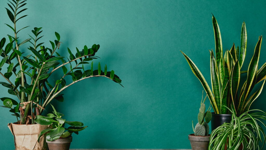 Plantas na decoração trazem beleza, bem-estar e frescor