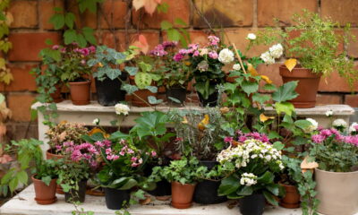 Três plantas que atraem boas energias e transformam sua casa