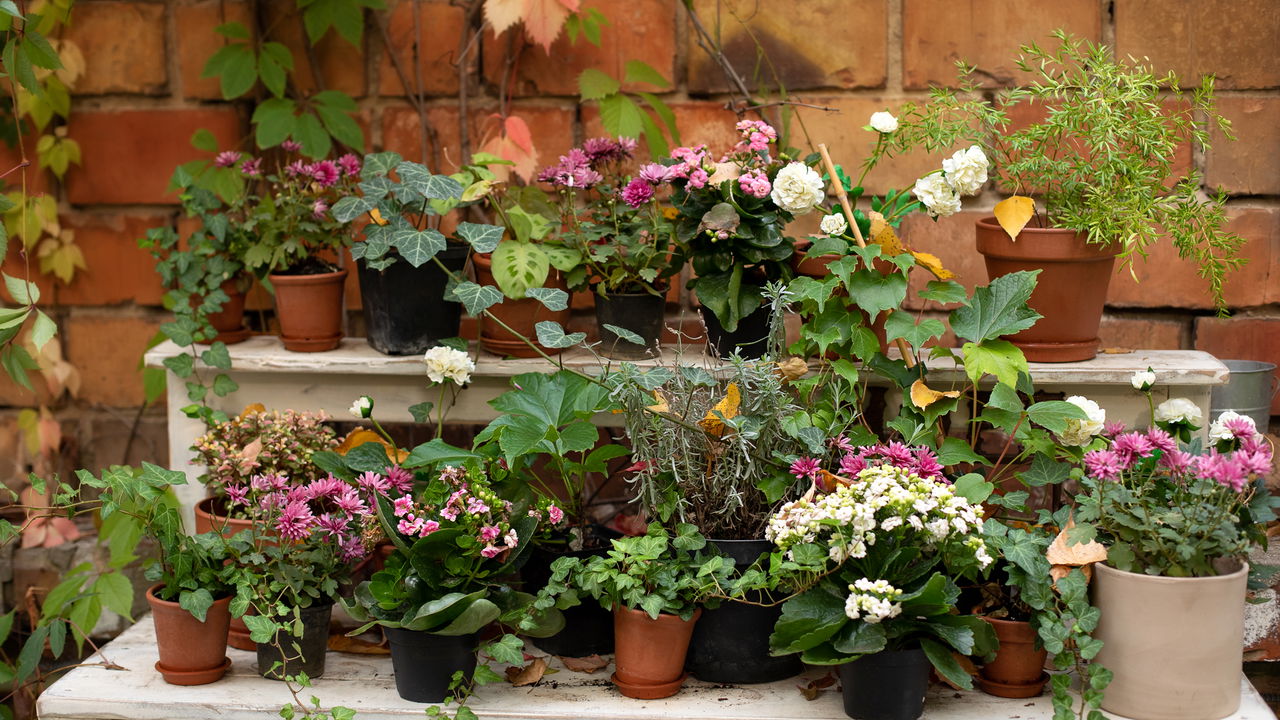Três plantas que atraem boas energias e transformam sua casa