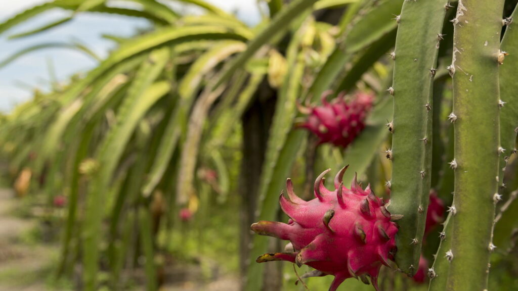 Fazer mudas de pitaya em casa é uma atividade simples e extremamente recompensadora