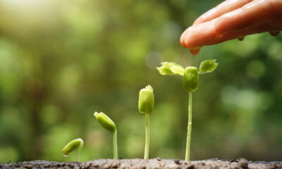 Receita natural faz suas plantas crescerem duas vezes mais rápido