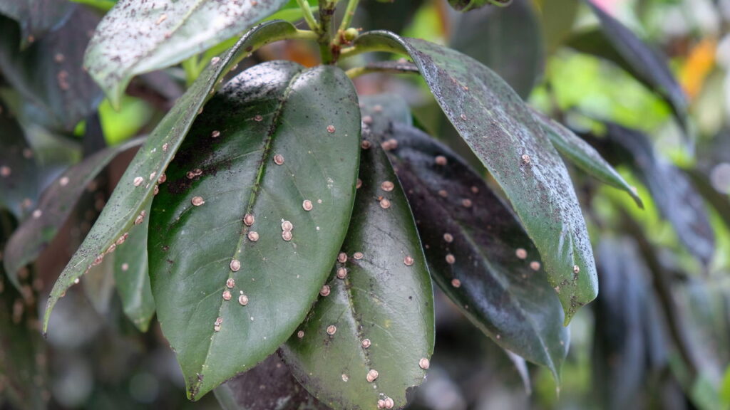 O surgimento de manchas pretas no pé de manga preocupa muitos jardineiros e agricultores, já que pode afetar não só a aparência, mas também a saúde e a produtividade da planta