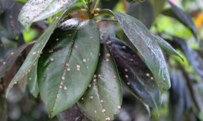 O surgimento de manchas pretas no pé de manga preocupa muitos jardineiros e agricultores, já que pode afetar não só a aparência, mas também a saúde e a produtividade da planta