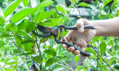 A poda correta do limoeiro é essencial para garantir uma colheita saudável e frutos de excelente qualidade