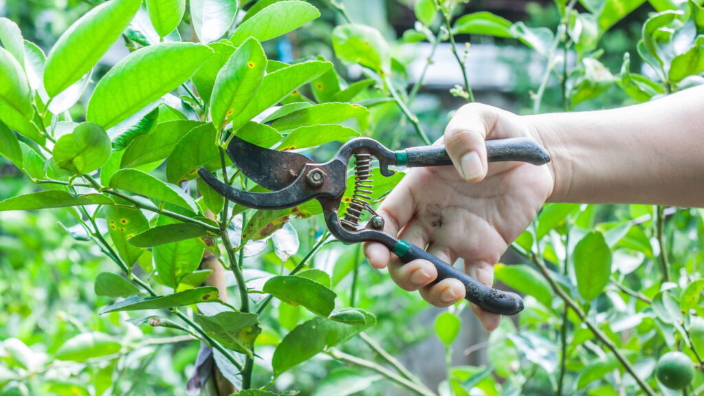 O limonero é uma adição valiosa para qualquer jardim, trazendo não só sombra e o perfume de suas flores, mas também um fruto essencial na culinária diária