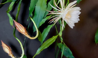 A flor misteriosa que só nasce à noite