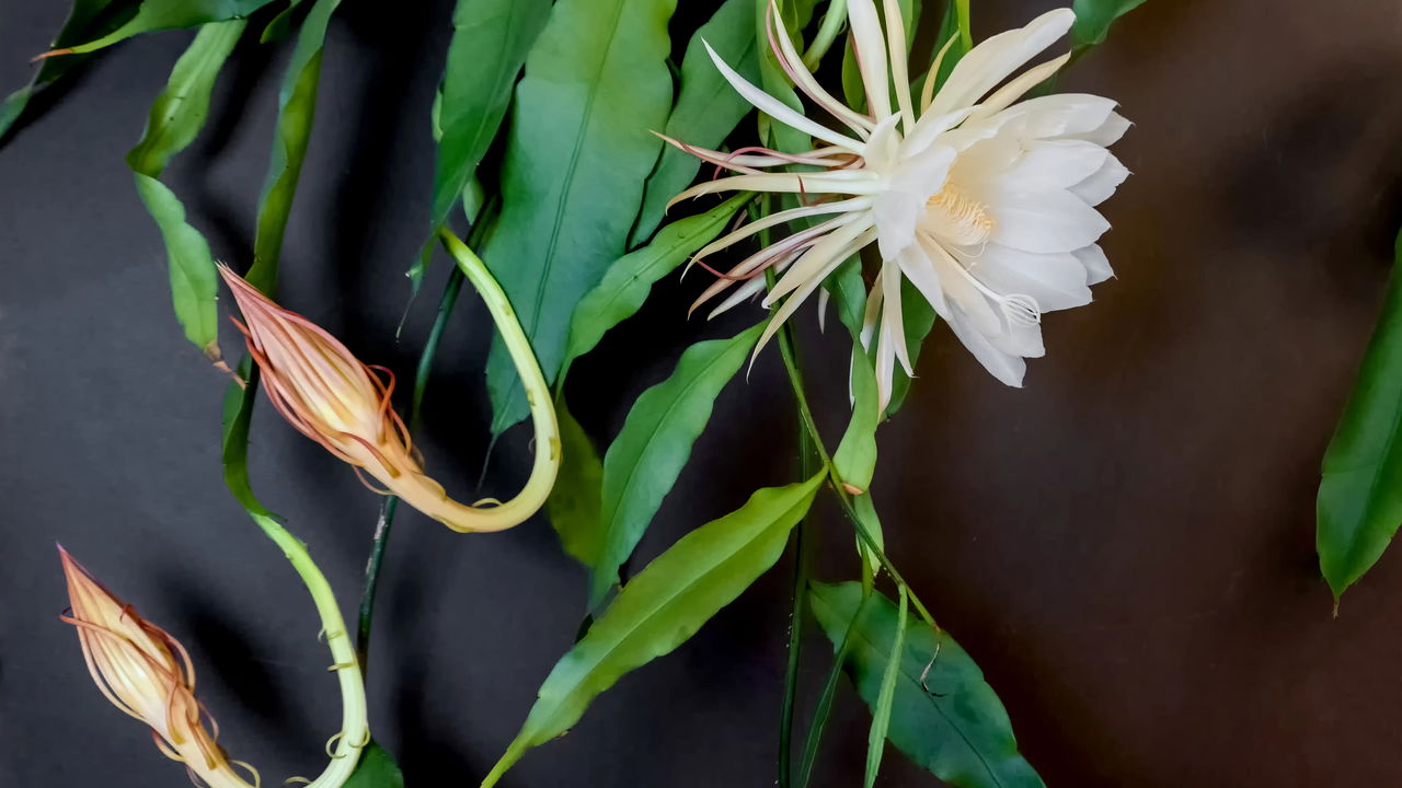 A flor misteriosa que só nasce à noite