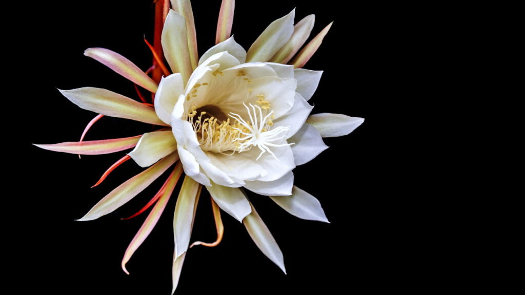 A flor misteriosa que só nasce à noite
