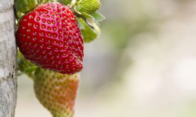 Regar o morangueiro é uma atividade essencial para o seu cultivo saudável