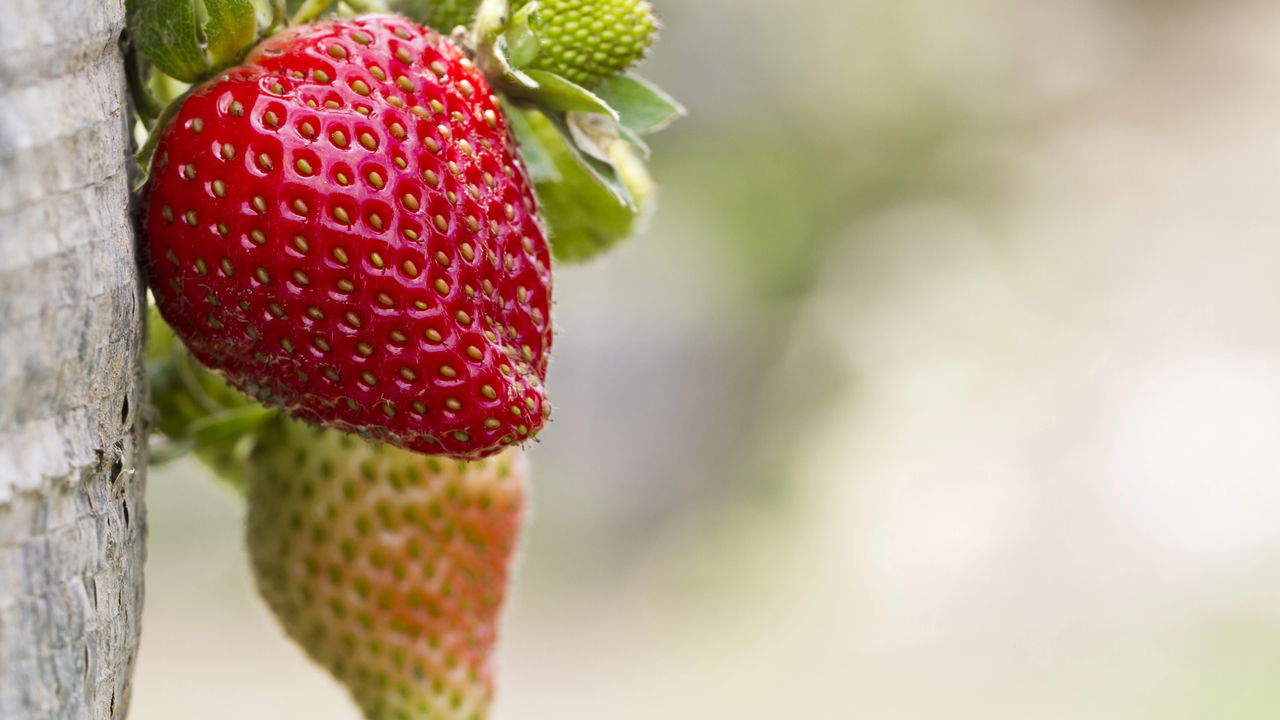 Regar o morangueiro é uma atividade essencial para o seu cultivo saudável
