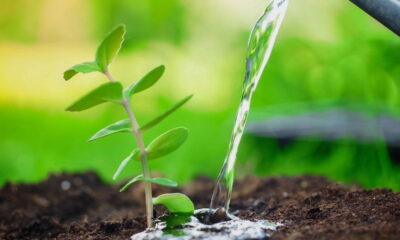 Regar o jardim no horário inadequado pode trazer várias consequências negativas para suas plantas. Além de aumentar o desperdício de água