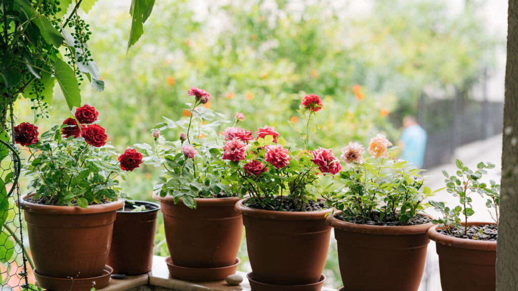 Suas roseiras pararam de florescer e você não sabe o que fazer? Descobrir o que causa essa interrupção é essencial para reverter o quadro e garantir que suas plantas voltem a florir