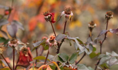 Suas roseiras pararam de florescer e você não sabe o que fazer? Descobrir o que causa essa interrupção é essencial para reverter o quadro e garantir que suas plantas voltem a florir