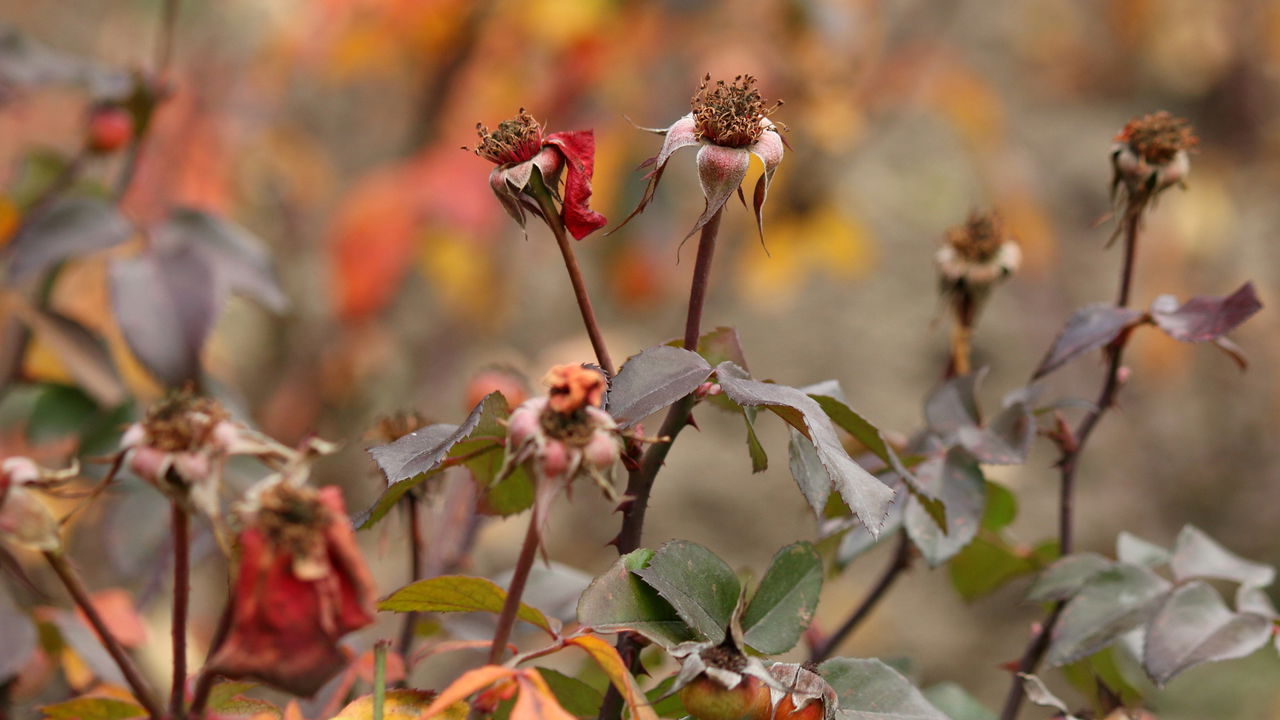 Suas roseiras pararam de florescer e você não sabe o que fazer? Descobrir o que causa essa interrupção é essencial para reverter o quadro e garantir que suas plantas voltem a florir