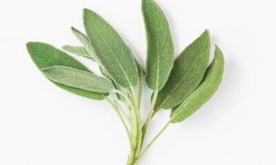 Essa folha simples pode clarear manchas na pele rapidamente