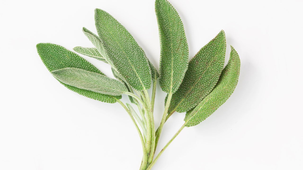 Essa folha simples pode clarear manchas na pele rapidamente