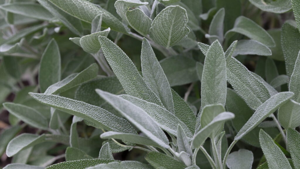 Essa folha simples pode clarear manchas na pele rapidamente
