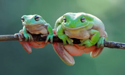 Você já se perguntou qual é o coletivo de sapos? Conhecer esses termos coletivos enriquece nosso vocabulário e nos aproxima do mundo natural de forma mais interessante