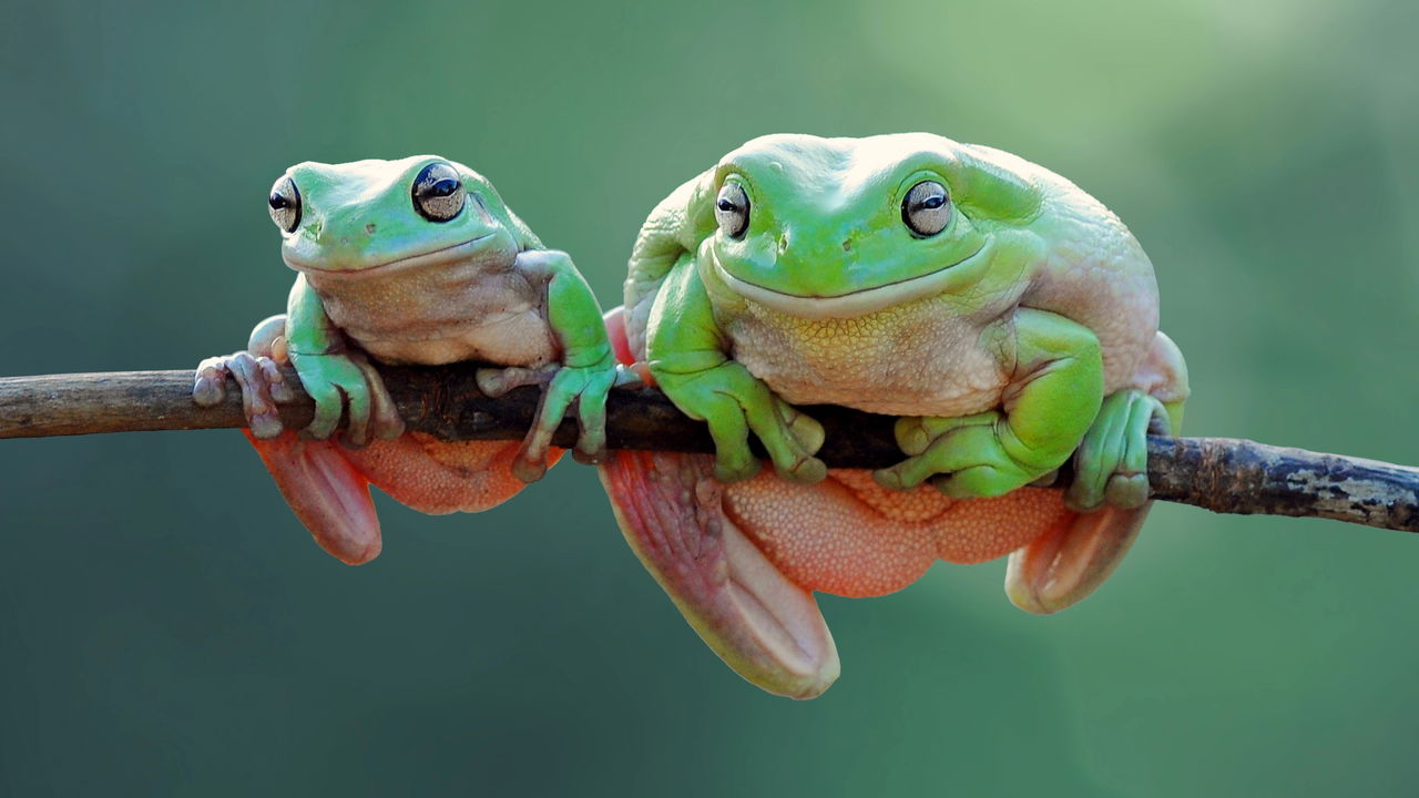 Você já se perguntou qual é o coletivo de sapos? Conhecer esses termos coletivos enriquece nosso vocabulário e nos aproxima do mundo natural de forma mais interessante