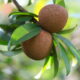 O sapoti é uma fruta tropical deliciosa e cheia de nutrientes, perfeita para o cultivo doméstico