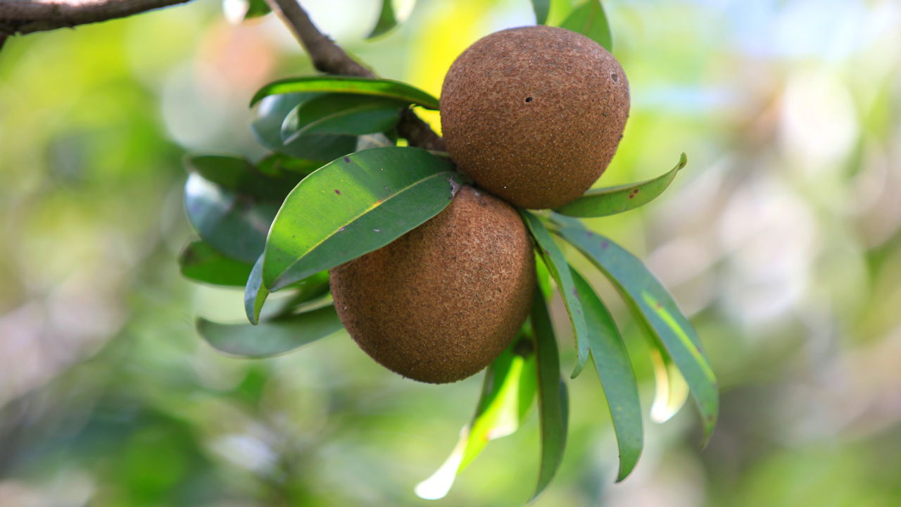 O sapoti é uma fruta tropical deliciosa e cheia de nutrientes, perfeita para o cultivo doméstico