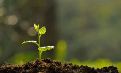 Como fazer qualquer semente germinar mais rápido