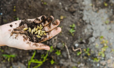 Plantar sementes de laranja diretamente na terra pode ser uma alternativa interessante para quem busca cultivar frutas em casa de modo prático