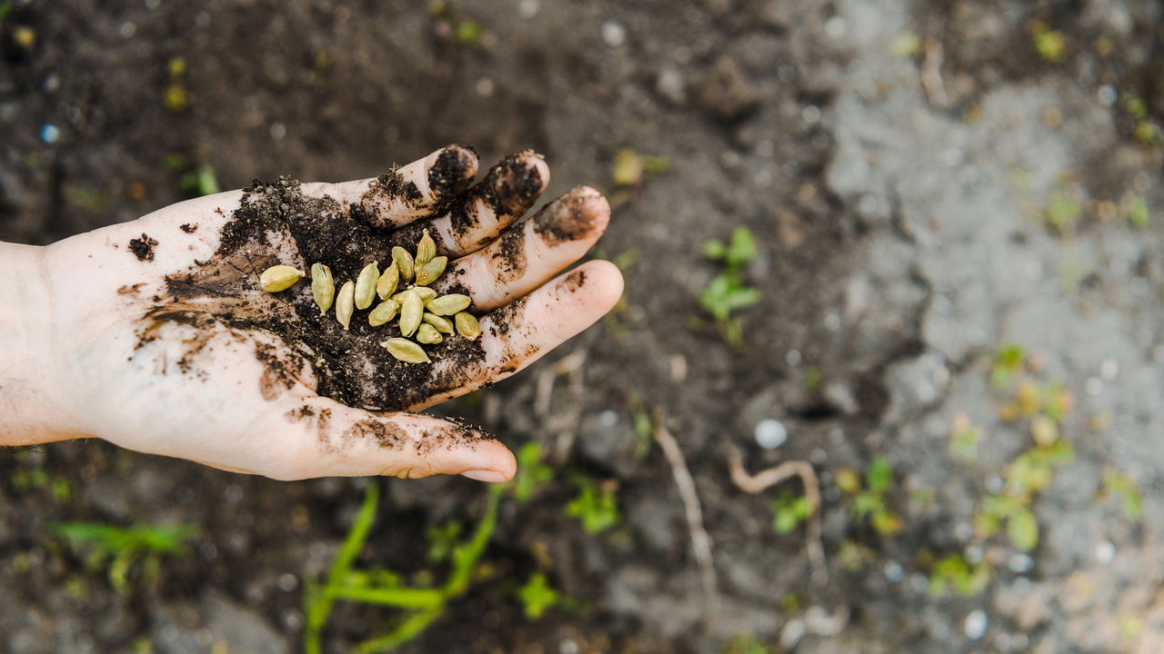 Plantar sementes de laranja diretamente na terra pode ser uma alternativa interessante para quem busca cultivar frutas em casa de modo prático