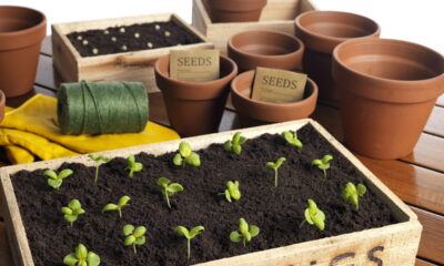 Truques infalíveis para sementes germinarem rápido