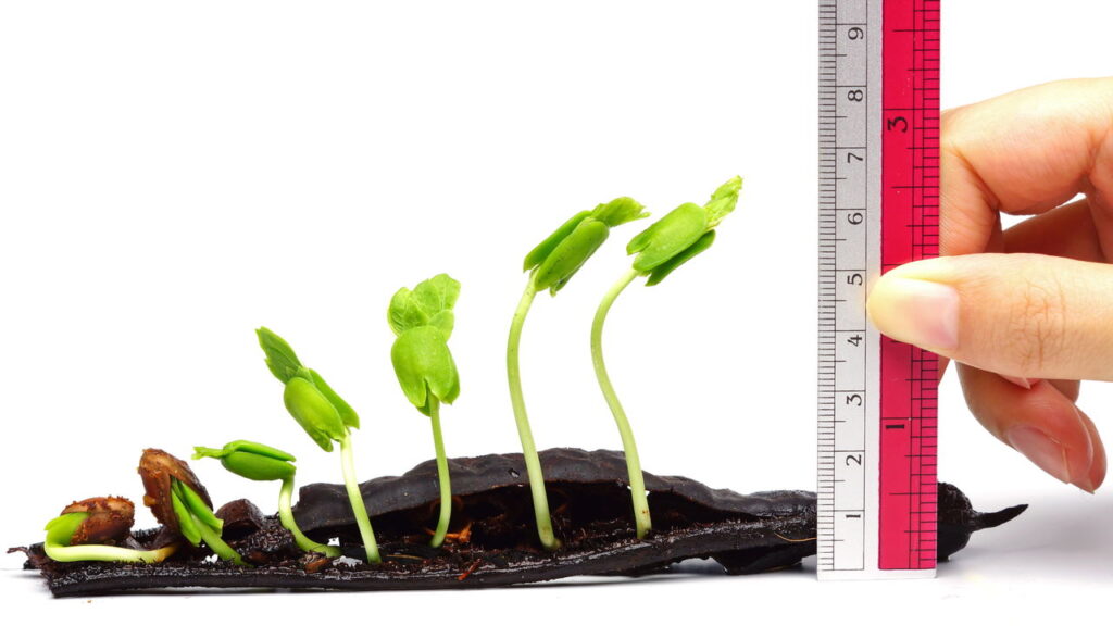 Truques infalíveis para sementes germinarem rápido
