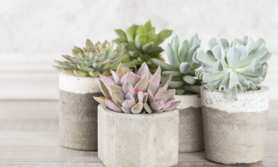 Incorporar plantas no banheiro é uma excelente maneira de revitalizar o espaço, tornando-o mais acolhedor e sofisticado. Além de embelezarem o ambiente, plantas ajudam no controle da umidade